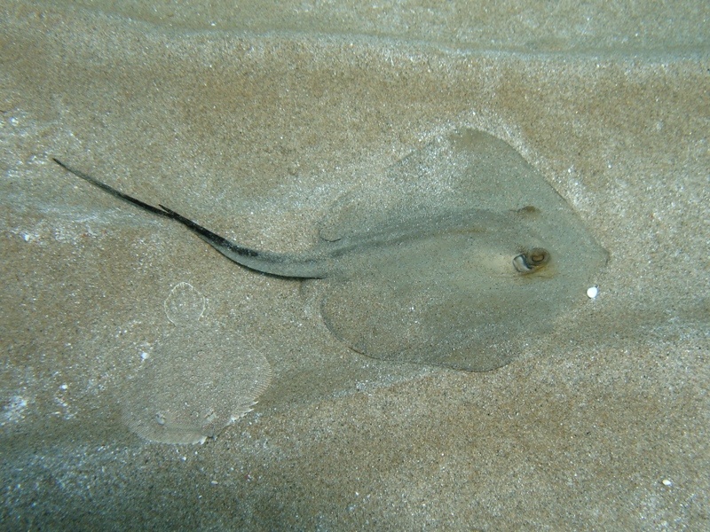 Dasyatis pastinaca